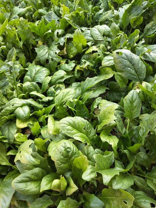 无公害、绿色与有机农产品的区别 初级农产品视角