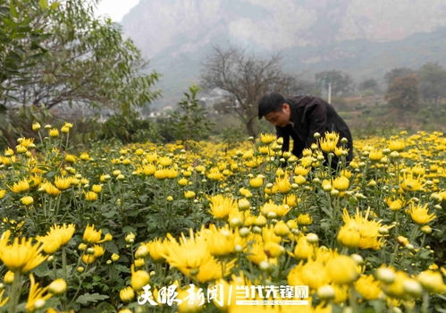 让乡村生活像花儿一样美——记黔西县大关镇丘林村第一书记张乾与初级农产品的振兴之路
