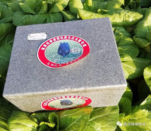 乌鳖奇遇记 慢城吴氏乌鳖的创业风雨